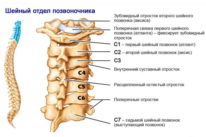 Где Находится 12 Позвонок У Человека Фото